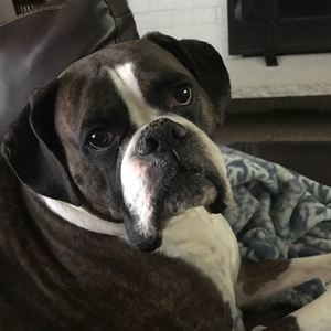 Meet your Posher, Ike